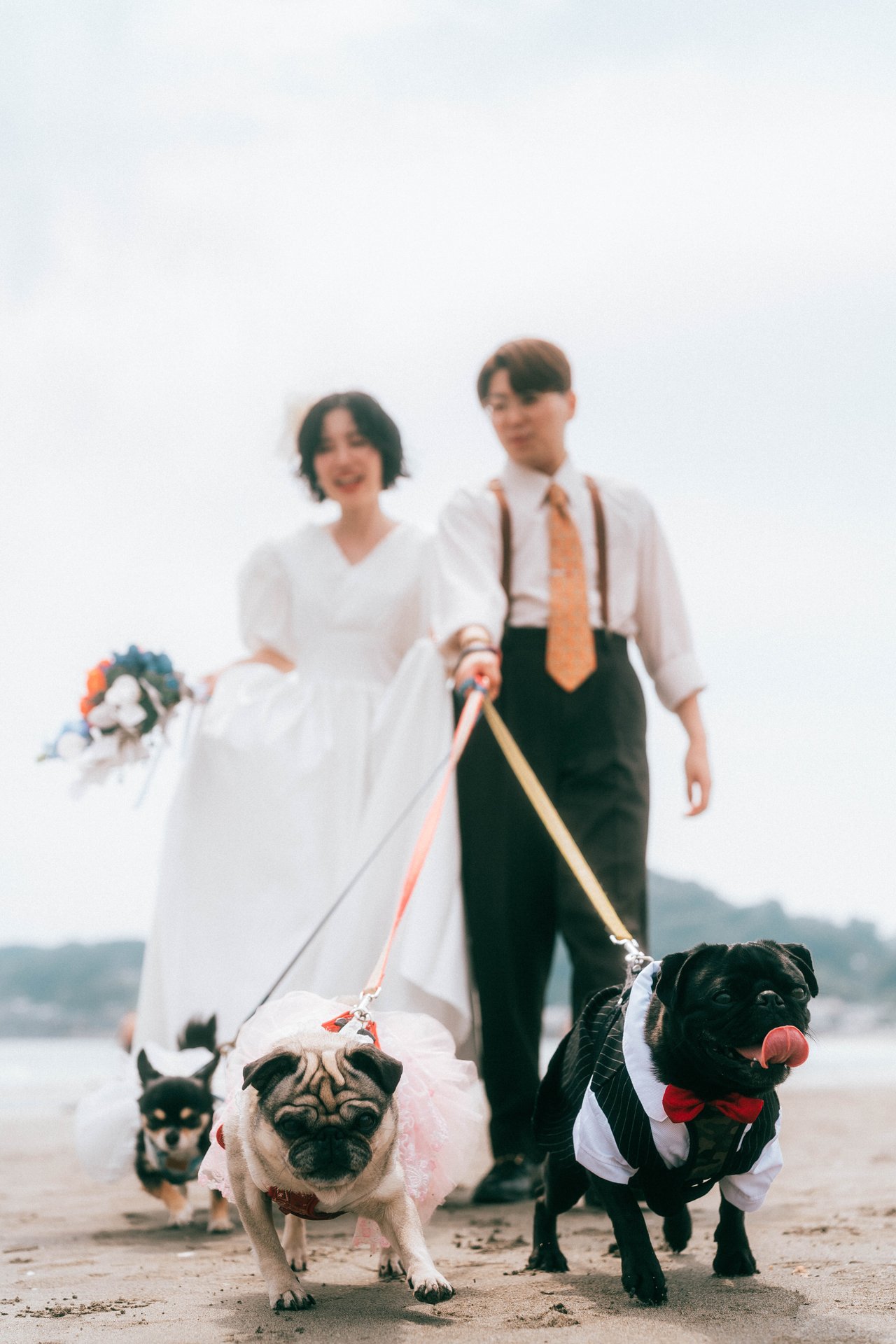 由比ヶ浜のビーチで3匹の愛犬と歩く前撮りカップル